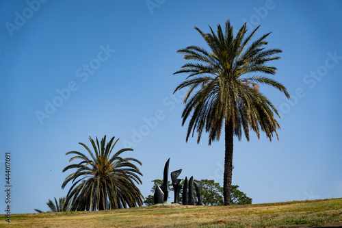 Palm tree at Israeli park