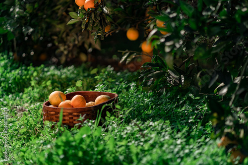 Growth
,
Grove
,
Collection
,
Outdoors
,
Healthy
,
Orange
,
Detail
,
Green
,
Sunny
,
Food
,
Maturity
,
Sweet
,
Oranges
,
Nature
,
Country
,
Field
,
Leaves
,
Natural
,
Wellness
,
Up
,
Freshness
Winte