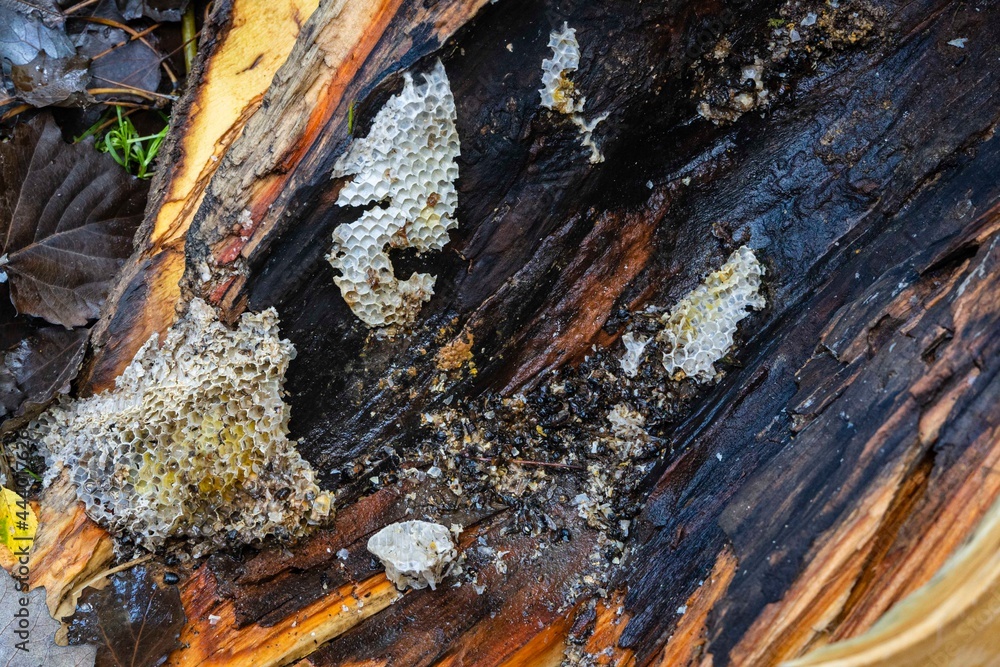 Trunk of tree with hollow, destroyed by heavy rain and wind, lies on ground. There are honeycombs of forest bees in destroyed hollow. Close-up. There are many dead bees around honeycomb. Trunk of tree with hollow, destroyed by heavy rain and wind, lies on ground. There are honeycombs of forest bees in destroyed hollow. Close-up. There are many dead bees around honeycomb.