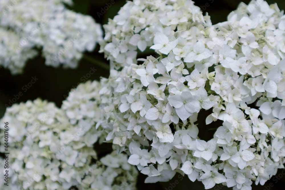 Floral background with white blooming of Hydrangea Paniculata, selective focus. Floral background with white blooming of Hydrangea Paniculata, selective focus.