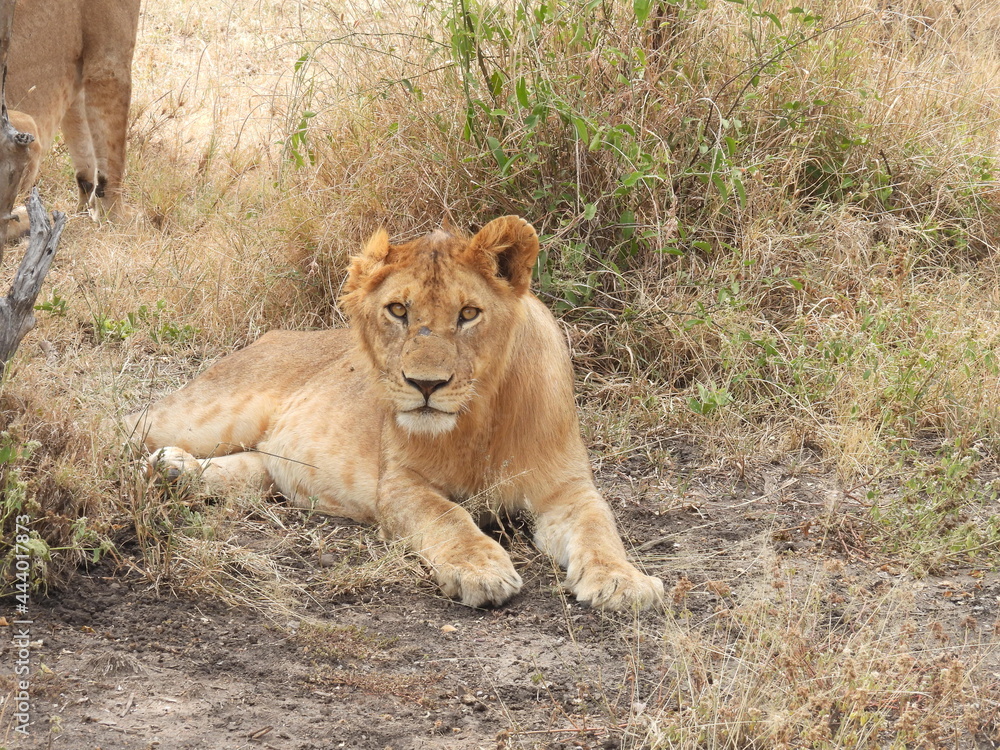 lions in the serengeti lions in the serengeti