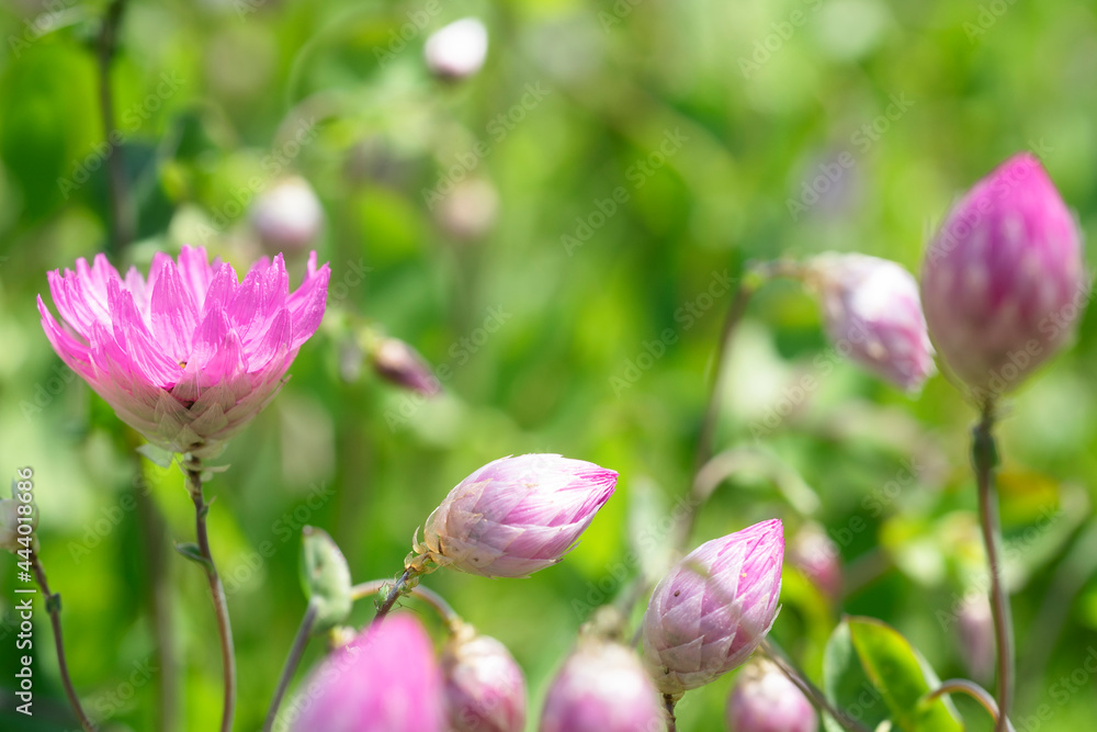 Strohblumen rosa-silber