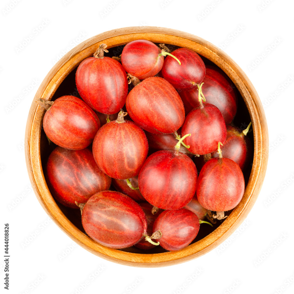 Obraz premium Red gooseberries in a wooden bowl. Fresh and ripe berries, fruits of Ribes uva-crispa, also known as European gooseberry, with sourish sweet taste. Close-up from above, isolated over white food photo.