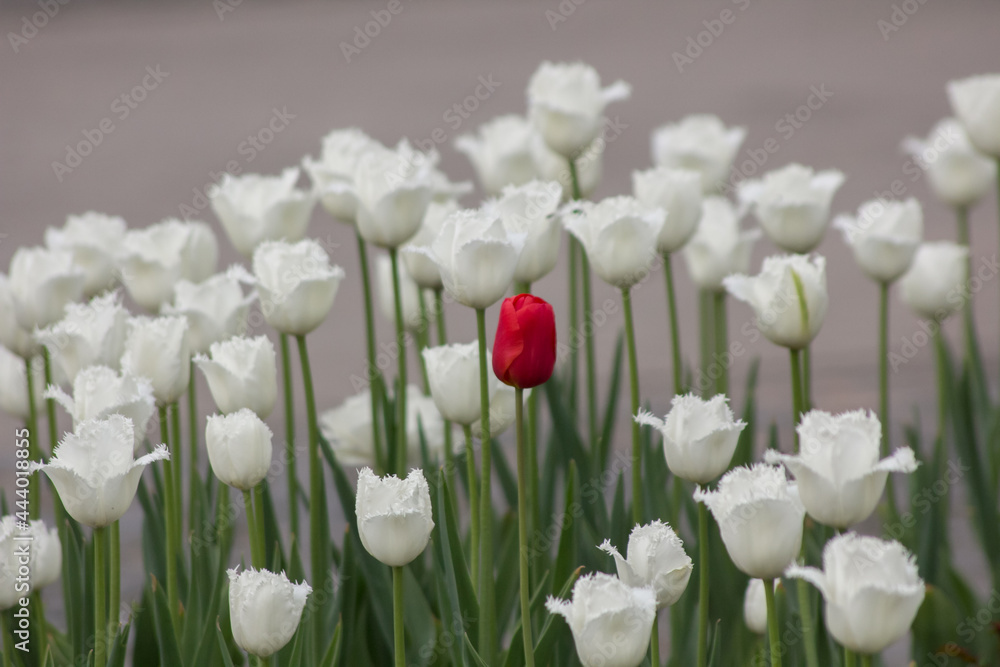 One red and white tulips on a city flowerbed on a gray background One red and white tulips on a city flowerbed on a gray background