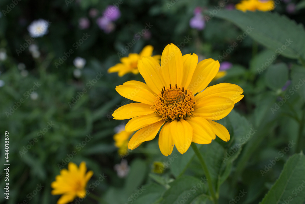 Beautiful bright yellow calendula flower in the garden Beautiful bright yellow calendula flower in the garden