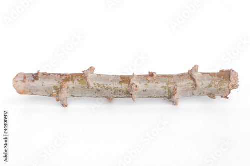 Close-up, cassava stems are prepared for planting isolated on a white background.