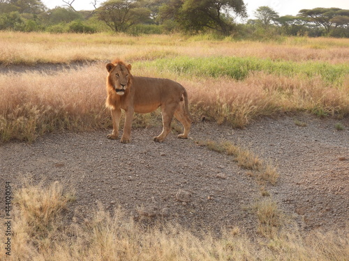 lion in the serengeti