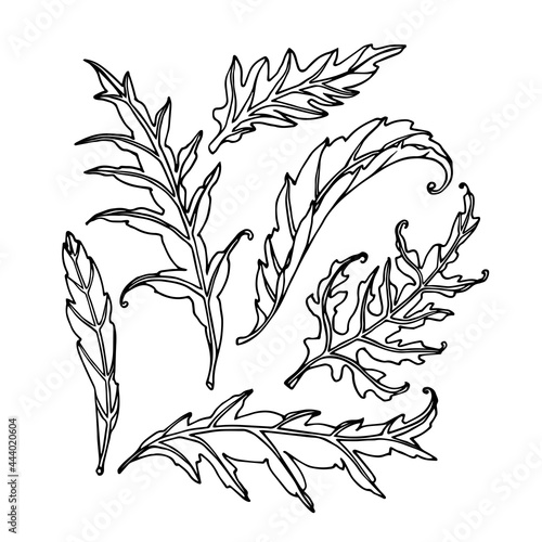 set of artichoke leaves, floral decorative element for patterns, ornaments, vector illustration with black ink contour lines isolated on a white background in a doodle & hand drawn style