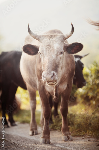 Portrait of a beige bull.