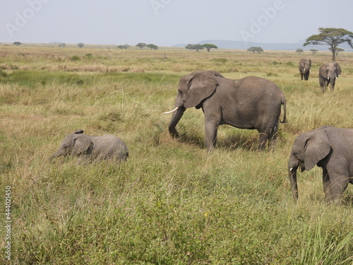 elephants in the serengeti
