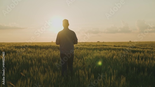a farmer walks across a field holding a tablet in his hand at sunset in the sky  an agronomist works in a field  a worker walks through a green ranch  crops have risen  harvest season