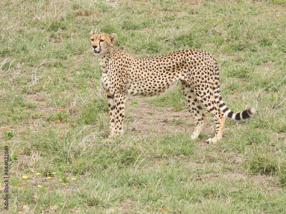 cheetahs in the serengeti cheetahs in the serengeti