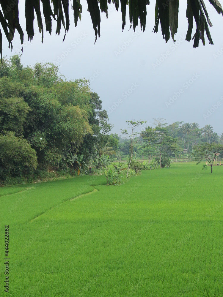 Fototapeta premium green and fresh rice fields