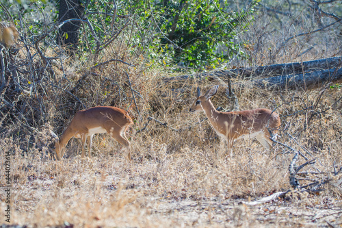 oribi mammal reproduction in the kruger national park of south africa photo