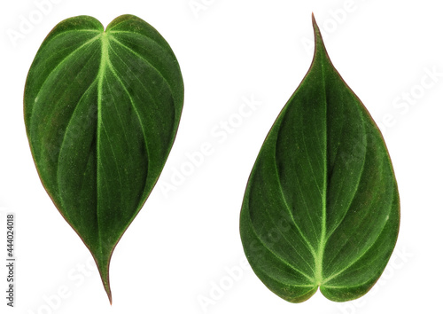 Philodendron hederaceum micans leaves on white background photo