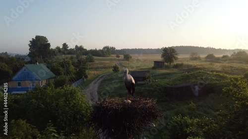 Beautiful aero flight over nest stork, aerovideo with stork, dawn flying video, aerial view foggy rural landscape photo