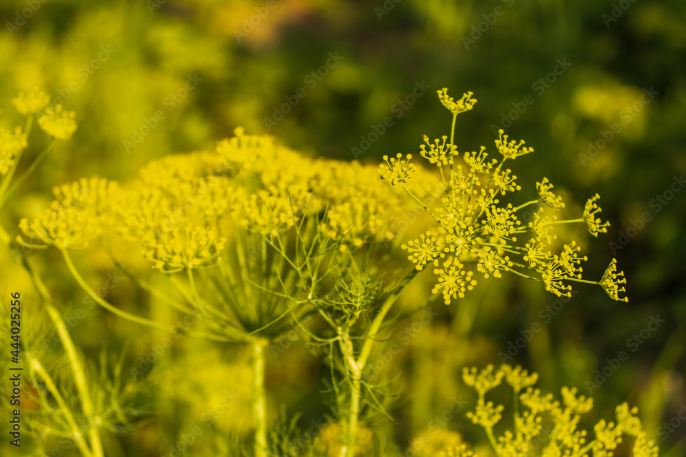 Obraz premium Background with dill umbrella closeup. Garden plant. Fragrant dill on the garden in the garden