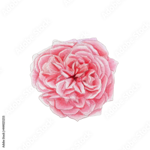 Watercolor illustration. Blooming pink rose on a white background. Botanical illustration