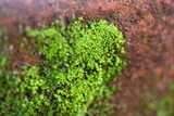 Moss growing on a low brick wall, closeup
