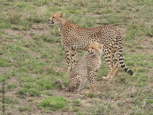 cheetahs in the serengeti