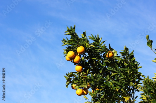 Orange tree with blue sky on a sunny day