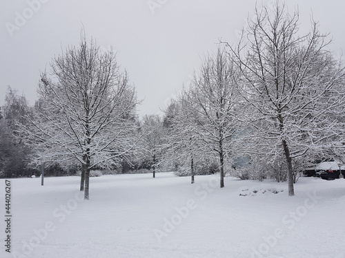 Snow-covered trees and ground with white sky.