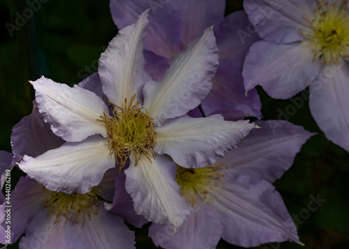 Clematis Flowers