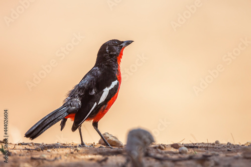 Crimson breasted Gonolek isolated in natural background in Kgalagadi transfrontier park, South Africa; specie Laniarius atrococcineus family of Malaconotidae photo