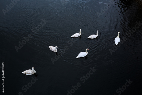 Family of swimming swans on river. Six white birds. Top view. Dark contrast photo. Cold autumn or winter season. Animal wildlife. Together. Ornithology. Nice natural landscape. Spring day. Copy space