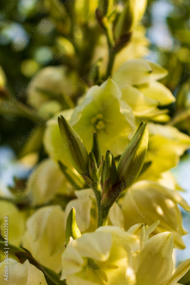 Cream color blossoms on flower stalk, Creamy White Blooms on Flowering Branch with Clear Blue Heavens, Yellowish flowers on blossoming stalk in garden Cream color blossoms on flower stalk, Creamy White Blooms on Flowering Branch with Clear Blue Heavens, Yellowish flowers on blossoming stalk in garden