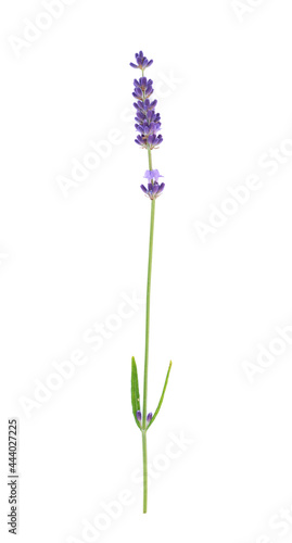 Lavender flower isolated on white background. Top view. 