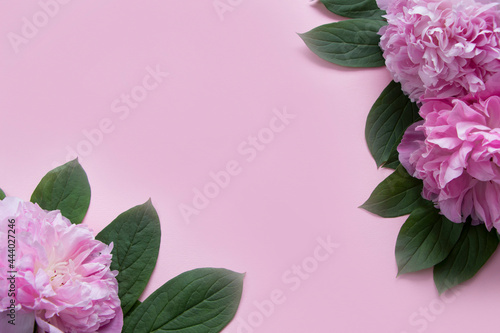 Pink peony flowers on pink background with copy space. Mother's day, 8 march, women's day or wedding concept. Spring flowers background