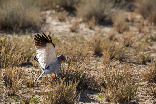 Pale Chanting-Goshawk hunting on the ground in Kgalagadi transfrontier park, South Africa; specie Melierax canorus family of Accipitridae