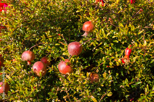 Bunch of miniture  pomegranates on a pomegranate tree. photo