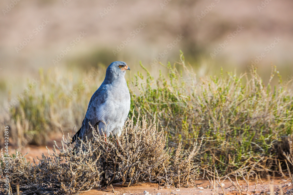 Fototapeta premium Pale Chanting-Goshawk hunting in ground in Kgalagadi transfrontier park, South Africa; specie Melierax canorus family of Accipitridae