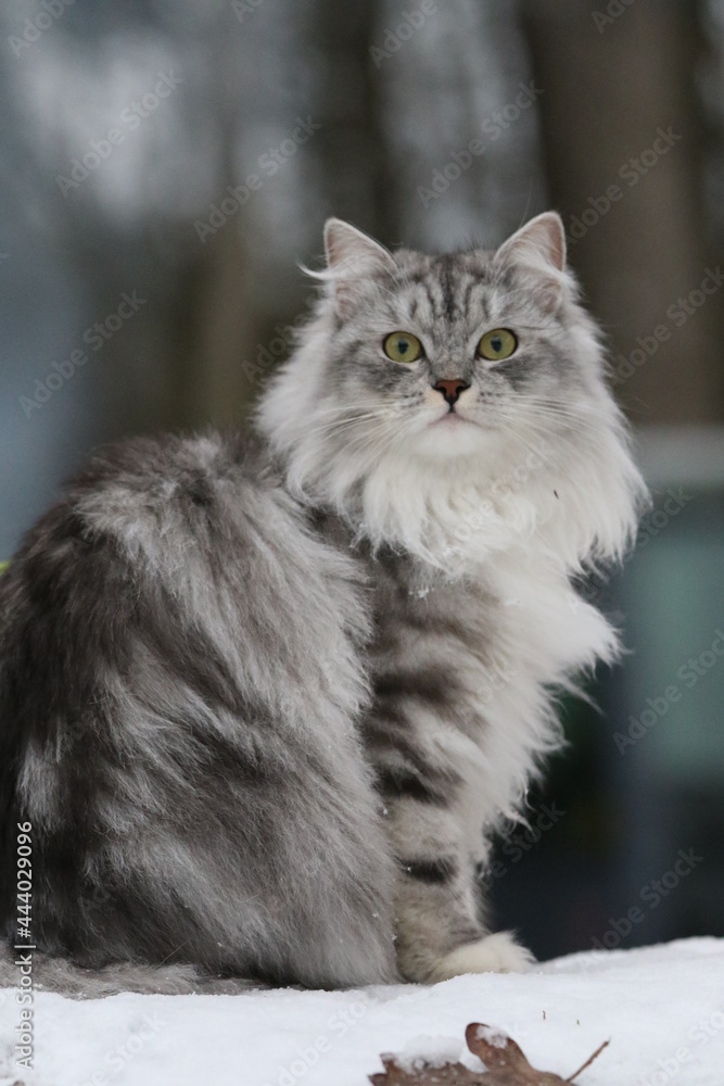Siberian Cat silver tabby