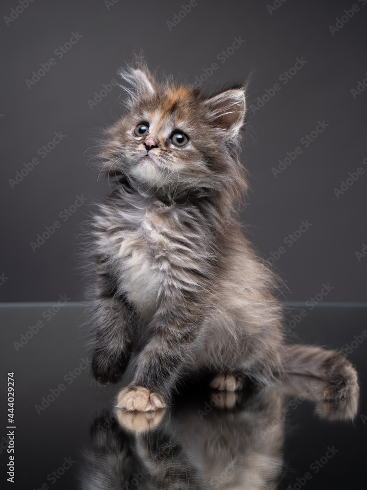 Maine Coon kitten on a gray background with reflection. Cat in the studio. Maine Coon kitten on a gray background with reflection. Cat in the studio.