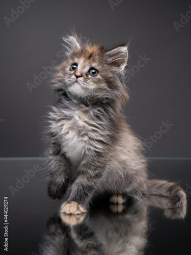 Maine Coon kitten on a gray background with reflection. Cat in the studio.