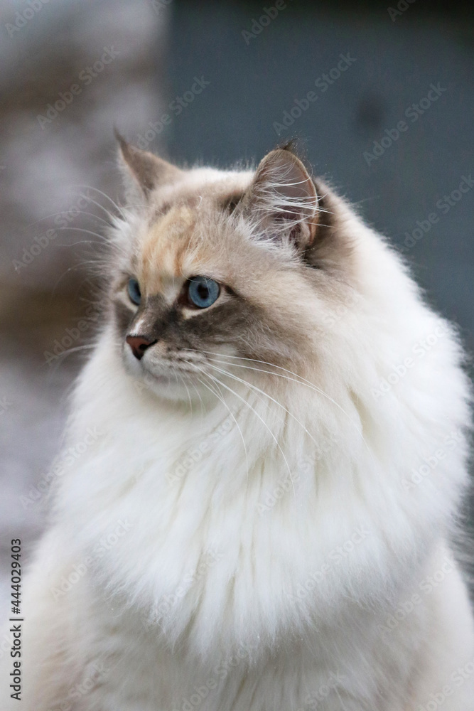 Neva Masquerade color point cat
