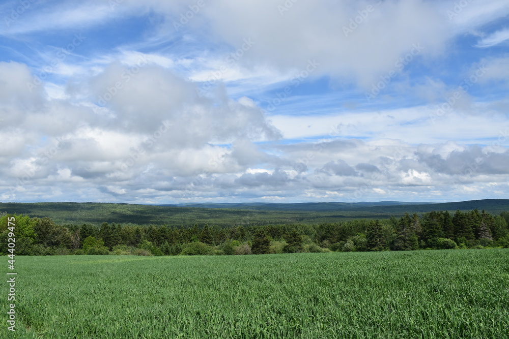 Fototapeta premium A field of oats under a cloudy sky, Sainte-Apolline, Québec, Canada