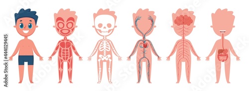 Boy body anatomy. Human muscular, skeletal, circulatory, nervous and digestive systems. Educational illustration for children vector set. Nerves and muscular systems, figure with organs