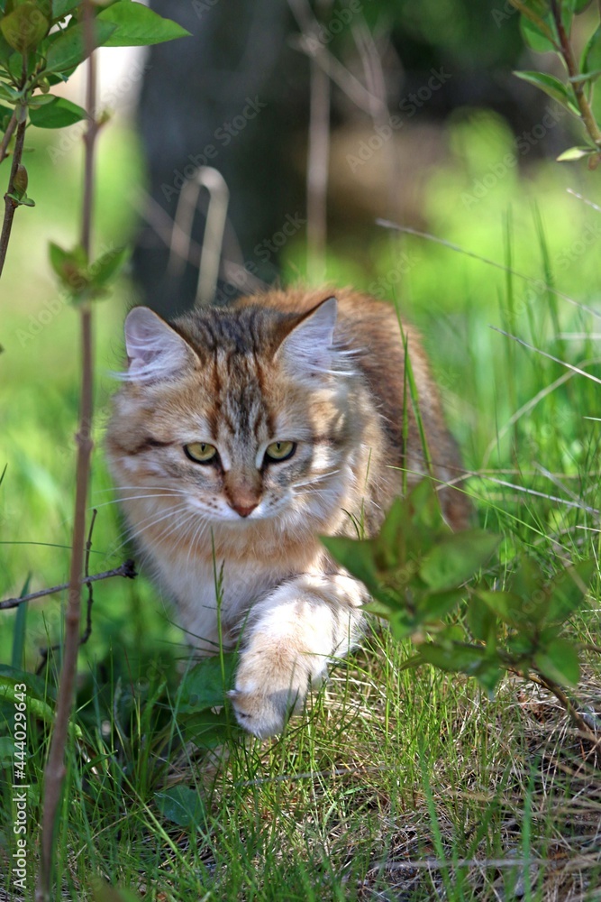 Obraz premium Siberian kitten