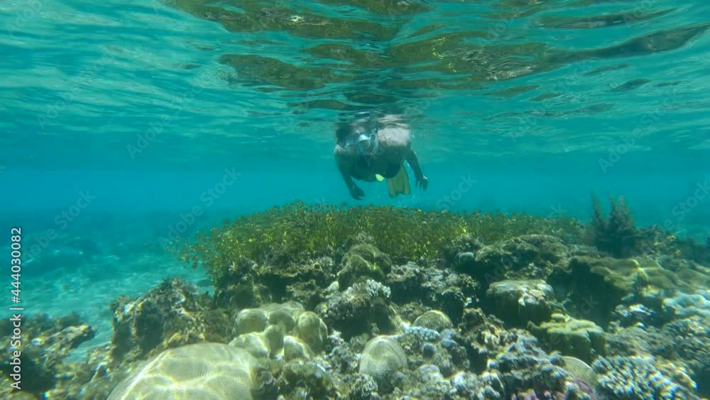 Woman in mask and fins swim over coral ref and looks at on large school of juvenile Rabbitfish in shallow water swims over coral reef in sunrays. Bait ball above coral reef. Rabbitfishes (Siganidae) Woman in mask and fins swim over coral ref and looks at on large school of juvenile Rabbitfish in shallow water swims over coral reef in sunrays. Bait ball above coral reef. Rabbitfishes (Siganidae)