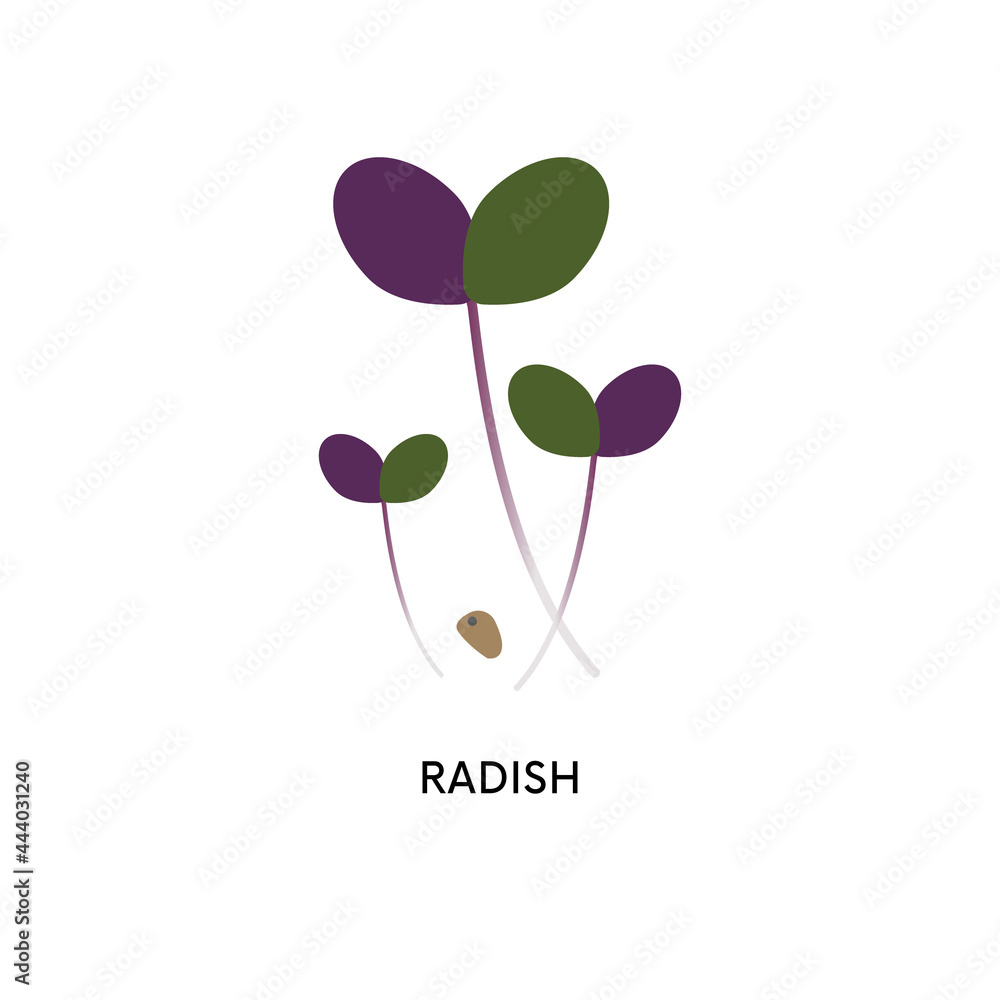 Radish microgreens and seed vector illustration. Superfood, home gardening, greens. Can be used for topics like seed germination, food, nutrition Radish microgreens and seed vector illustration. Superfood, home gardening, greens. Can be used for topics like seed germination, food, nutrition