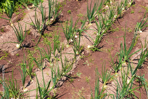 Onions and vegetables forming rows in a farm land field. Agriculture background. 