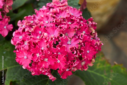 Burgundy hydrangea flowers close-up in the summer garden outdoors © Liudmila