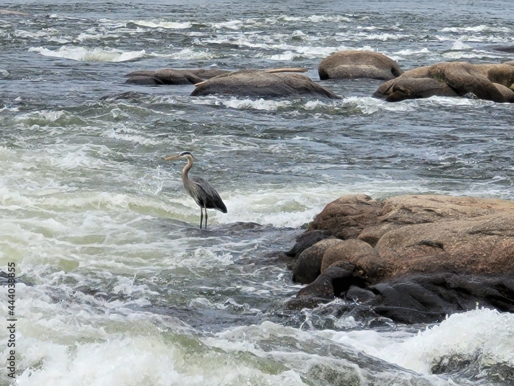 Fototapeta premium Heron in the rapids