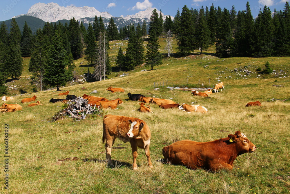 Fototapeta premium Cows and calf on the high mountain pasture grazing grass.