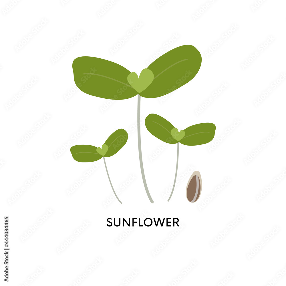 Sunflower microgreens and seed vector illustration. Superfood, home gardening, greens. Can be used for topics like healthy eating, seed germination, vegetarianism Sunflower microgreens and seed vector illustration. Superfood, home gardening, greens. Can be used for topics like healthy eating, seed germination, vegetarianism