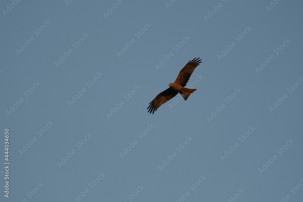 Obraz premium Australia Birds